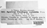 Agaricus subvariabilis image
